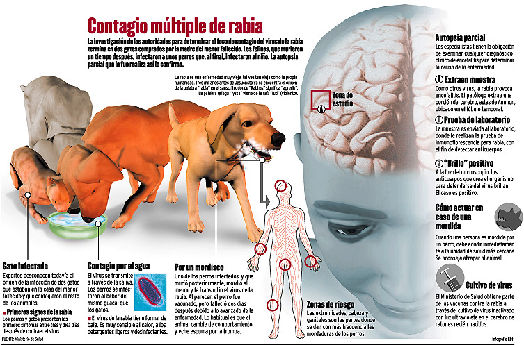 ¿Sabías por qué?...la rabia se transmite principalmente entre las ratas, zorros y ardillas
