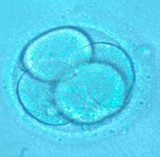 Embrion-4.jpg