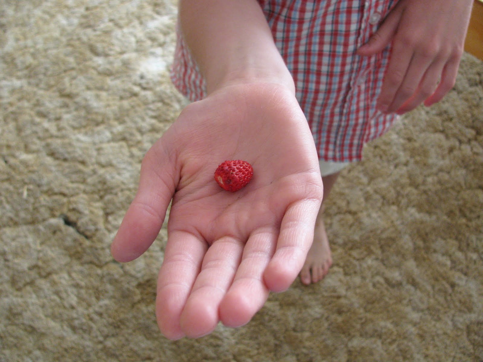 Untrodden Paths Strawberries And Gemstones Erdbeeren Und