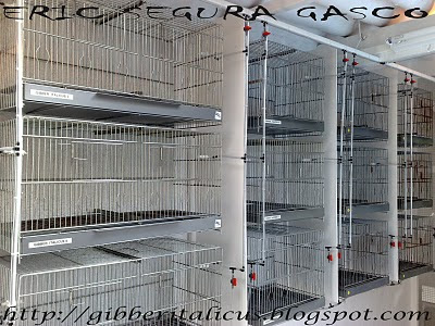 GIBBER ITALICUS: Bebederos automáticos