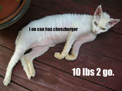 SkinnyCat.jpg