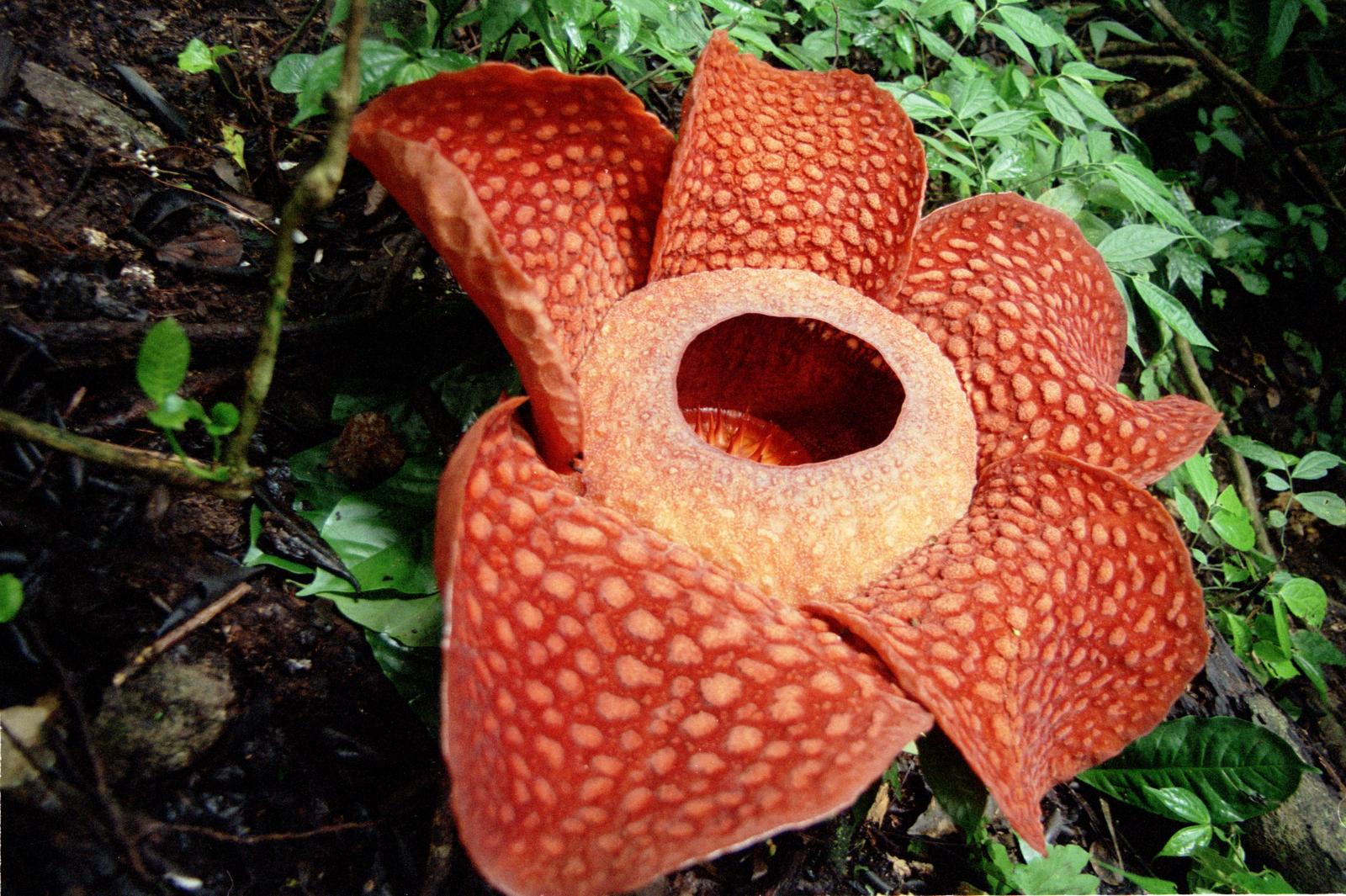 [Rafflesia+-+The+largest+individual+flower+3.png]