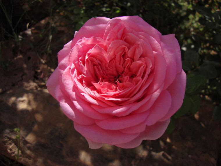 Abraham Darby ~ Such a Bright Pink in the Shade