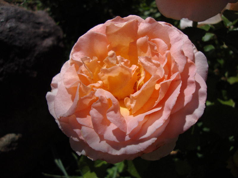 Glowing Royal Wedding Rose