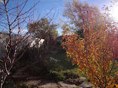 A November Morning Breaking Over the Garden