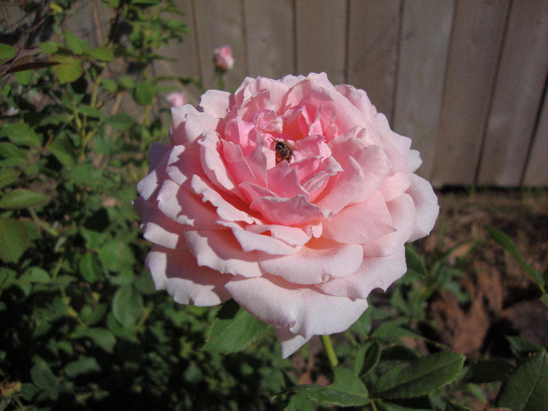 Roses, Color and Light: Quietness Rose ~ The Elegance of Good Breeding
