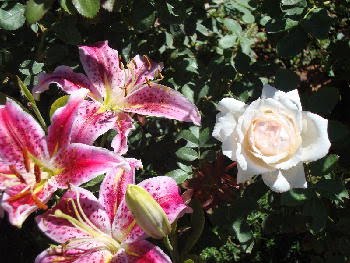 Prairie Star Rose ~ The Freshness of Pink