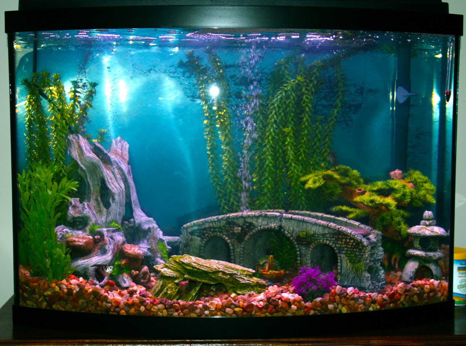 diagnosis-alzheimer-s-a-fish-tank-for-the-fisherman