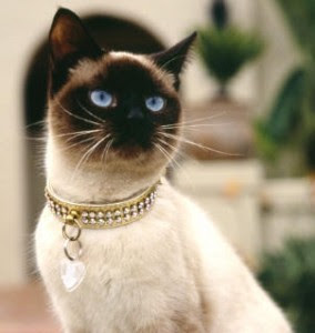 https://2.bp.blogspot.com/_49roHzJ3VBY/Sw8VNAE0qQI/AAAAAAAAAOI/75YDdaYQWHg/s400/siamese.jpg