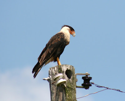 Wild Ed's Texas Outdoors: Texas Raptor Deaths