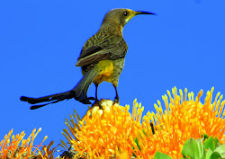 sugarbird bhoops ajay cape poetry bird