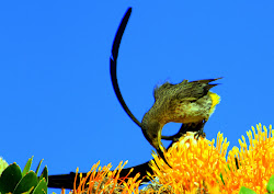 sugarbird cape bhoops poetry harold bettys botanical porter gardens seen taken africa bay town south