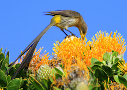 sugarbird cape bhoops poetry harold bettys botanical porter gardens seen taken africa bay town south