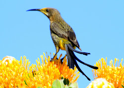 cape sugarbird poetry bettys harold botanical porter gardens taken seen africa bay town south