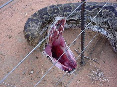 World's Biggest Python Caught In Wires