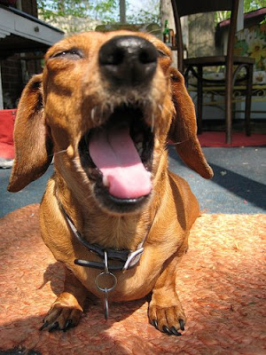 Resultado de imagen para dachshund yawn