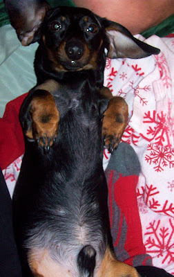 The Long and Short of it All: A Dachshund Dog News Magazine: March 2009
