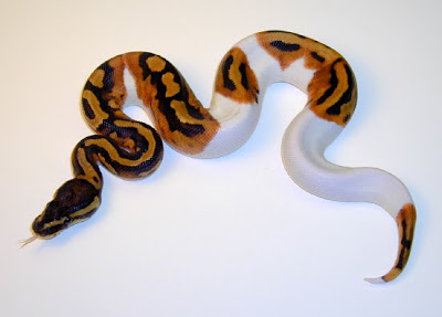 piebald_python.jpg