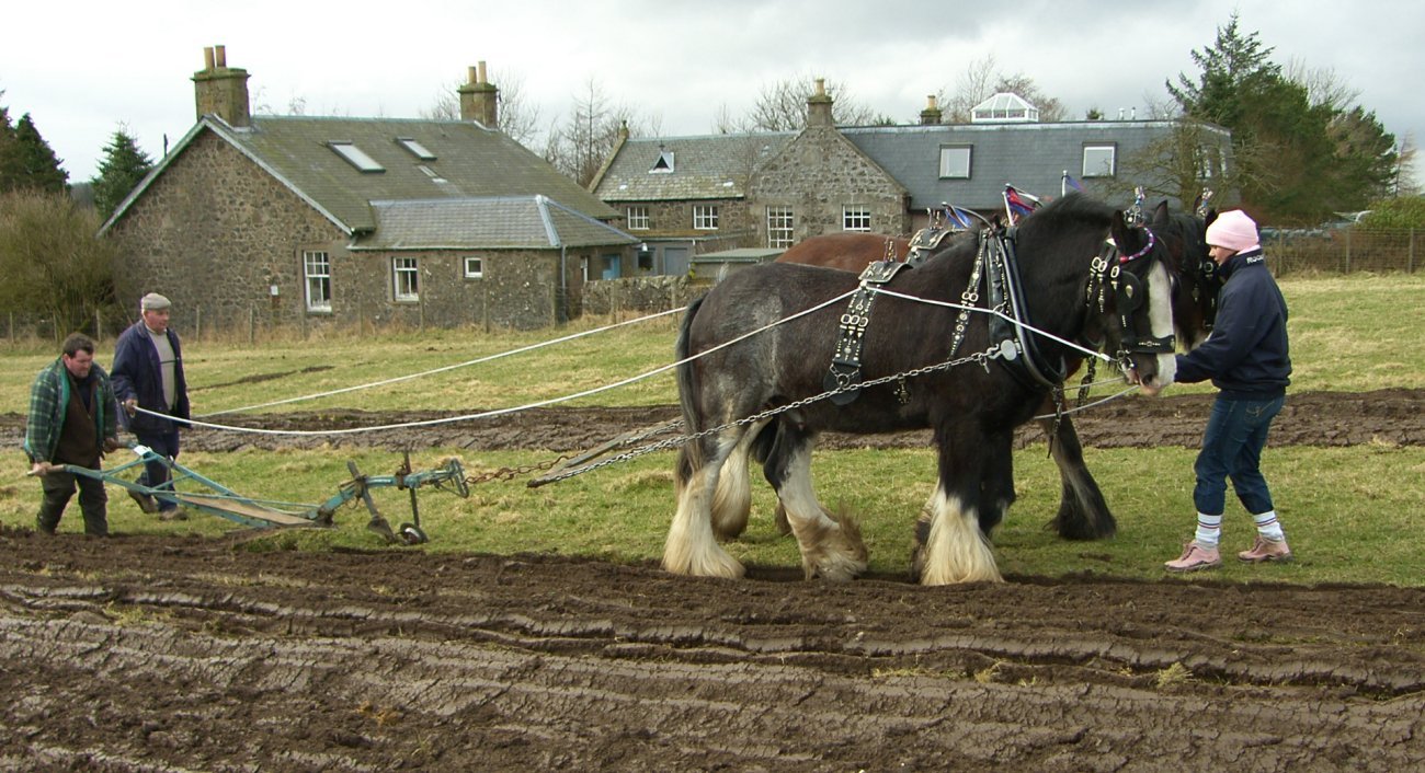 [Photograph+Heavy+Horses+Peat+Inn+Fife+Scotland+02.jpg]