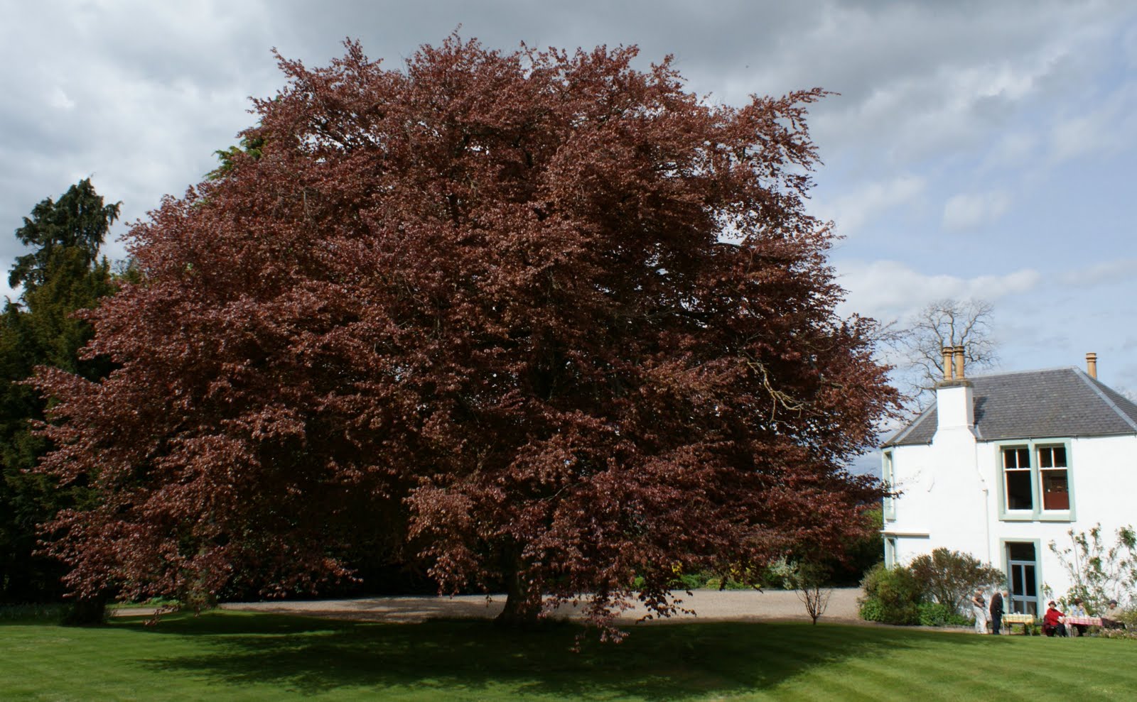 Tour Scotland May 16th Photograph Copper Beech Tree Pitcurran Garden