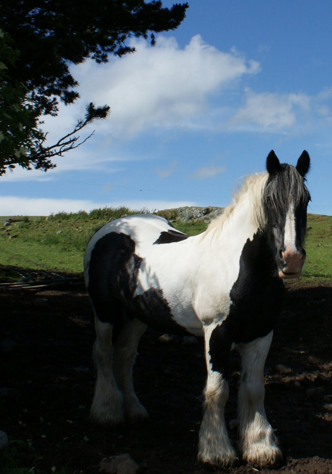 Tour Scotland July 4th Photograph Clydesdale Horse Scotland