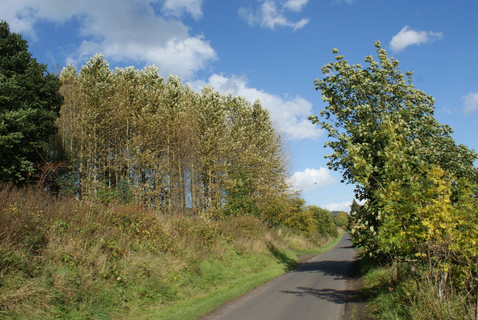 Tour Scotland October 5th Photograph Trees Scotland