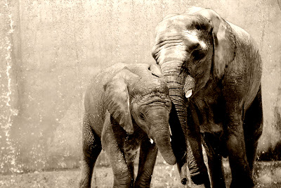 Elephants in the bath - Tenderness between mother and son