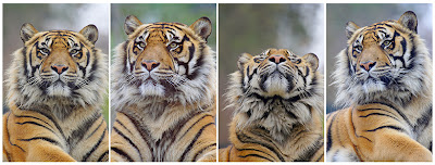 Wildlife Photo| Animal Picture - Panel of portrait photos of a great feline - TIGER