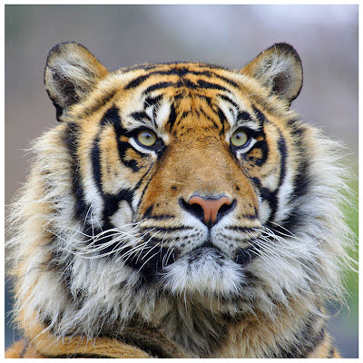 Wildlife Photo| Animal Picture - Portrait of a closeup of a big cat  Tiger