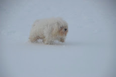 Gobi en la nieve