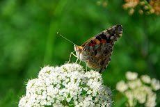 Mariposa.