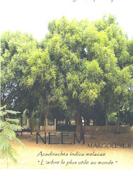 Neem