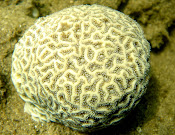 Coral Crisp pillow