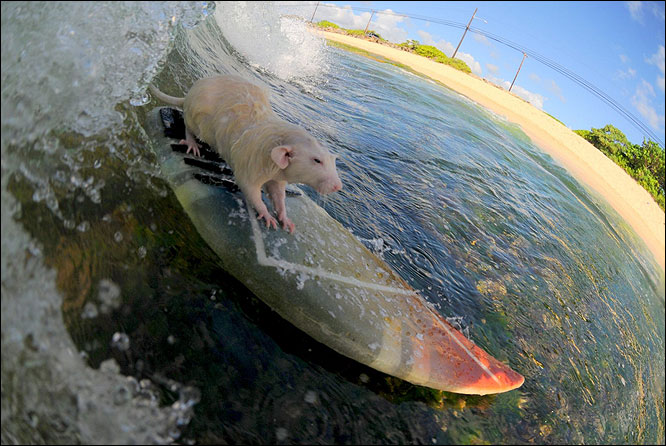 rat surfing