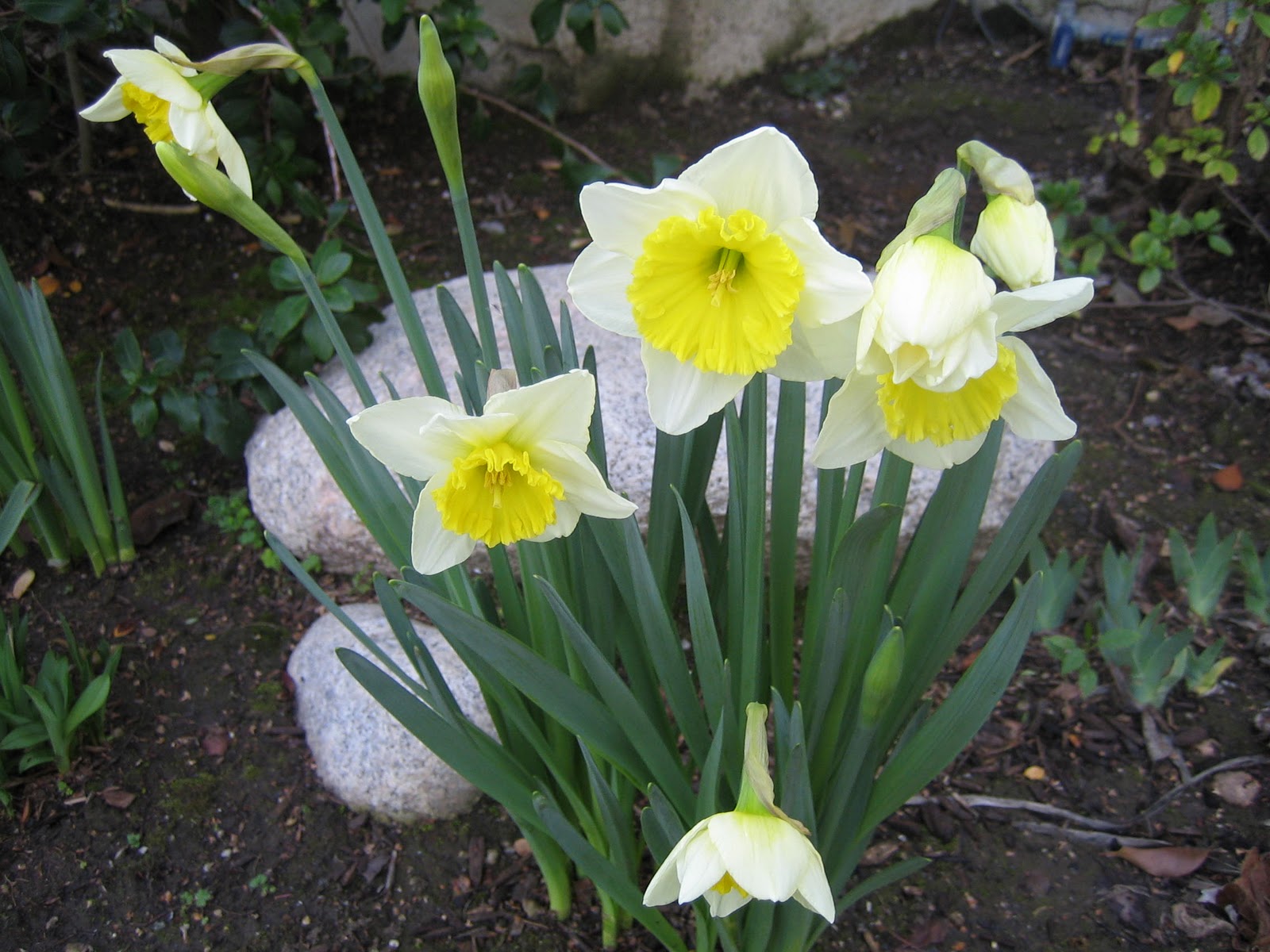 [Spring in our yard 030.jpg]