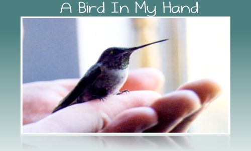 A Bird In My Hand