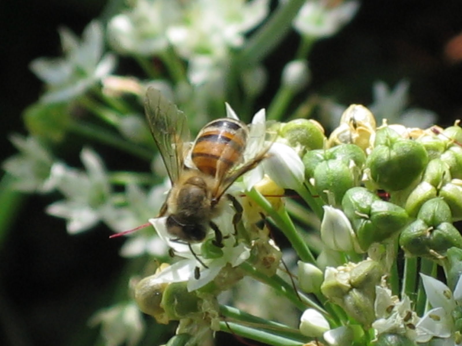 [macro+shots+018.jpg]