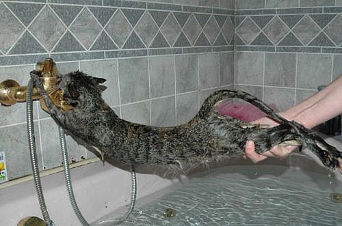 [catbath-main_Full.jpg]