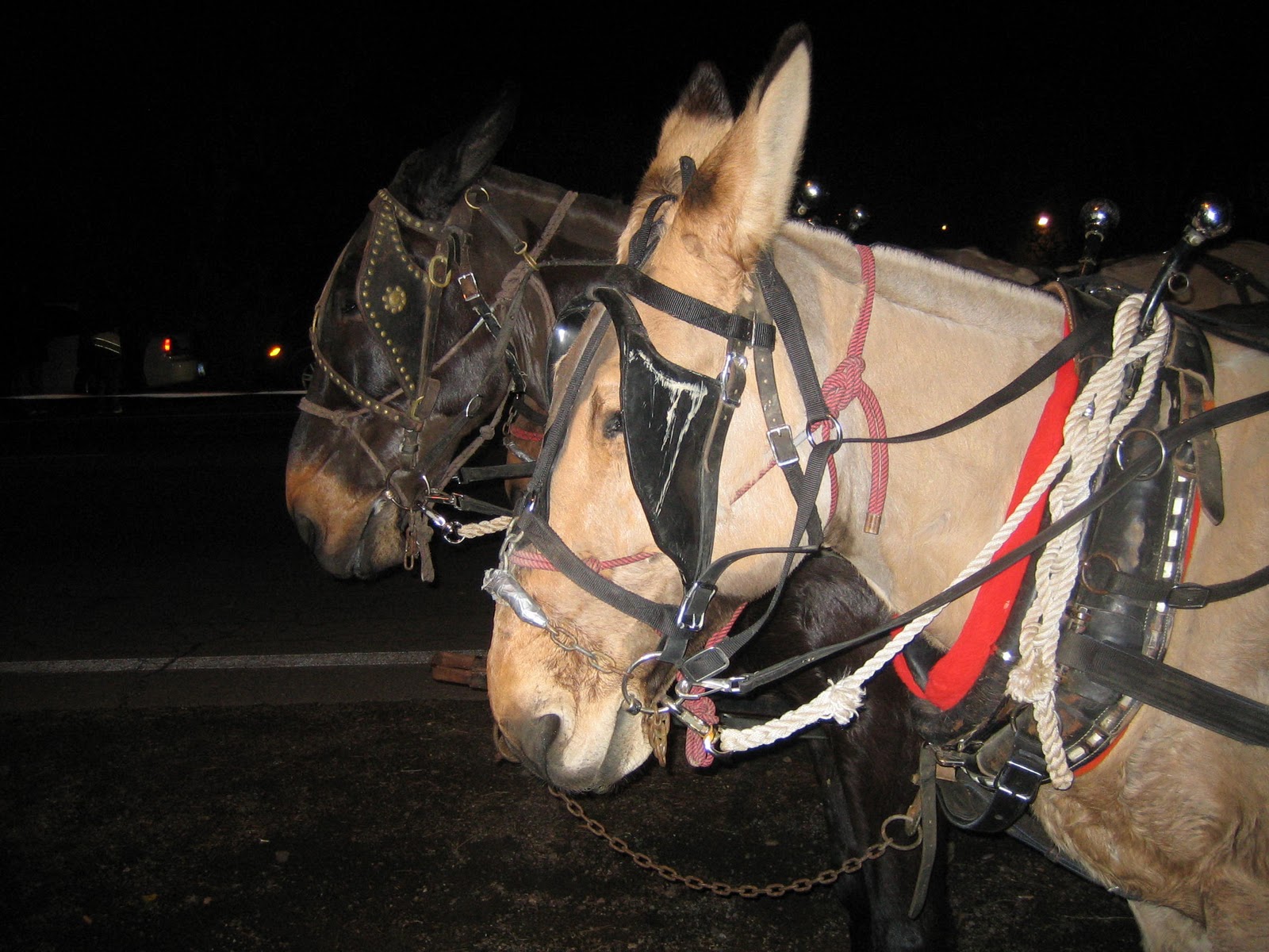 [Christmas in New Mexico 004.jpg]