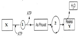Biologi Gonzaga Soal Un 3 Diwaspadai