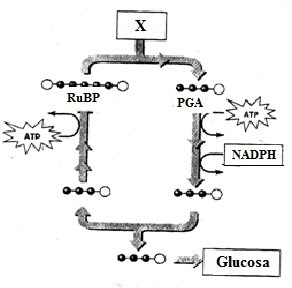 Prediksi Un Unas Uas Biologi 2011 3 Biologi