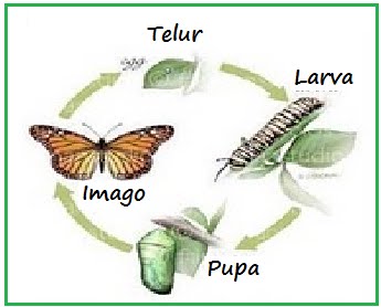 BIOLOGI GONZAGA METAMORFOSA KATAK KUPU 