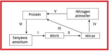 Kecuali untuk tepat daur yang berikut pernyataan nitrogen 12science5biology
