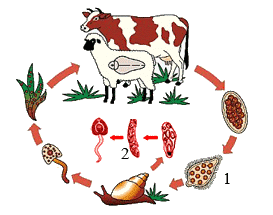 BIOLOGI GONZAGA PREDIKSI UN KELAS X SERI C