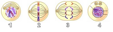 Pada pembelahan sel terjadi peristiwa sitokinesis sehingga menghasilkan 4 sel anakan haploid peristiwa tersebut berlangsung pada tahap