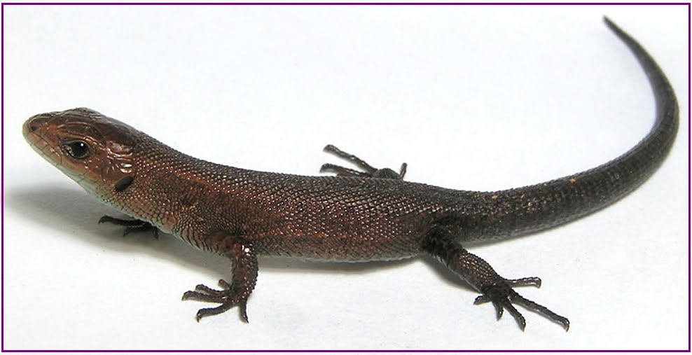 BIOLOGI GONZAGA REPTILIA KADAL