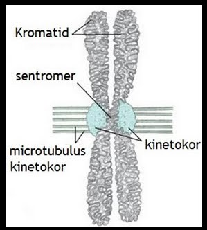 Kromosom Mydokterhewan