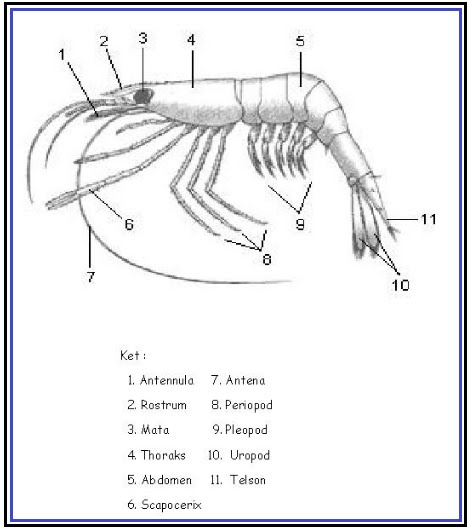 Biologi Gonzaga Karakter Invertebrata Biologi Gonzaga Karakter Invertebrata
