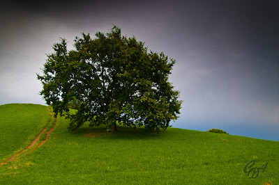 Lonely tree before the storm