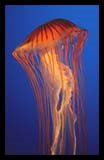 Japanese Sea Nettle Jellyfish Papercraft